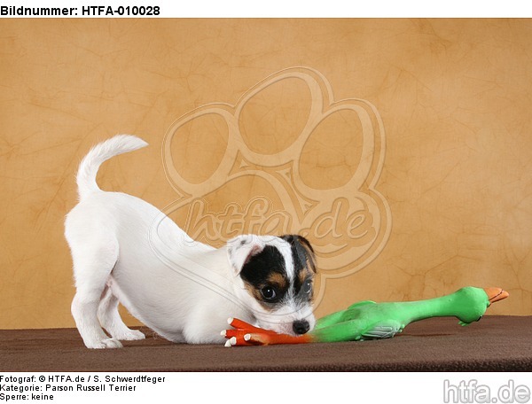 spielender Parson Russell Terrier Welpe / playing PRT puppy / HTFA-010028