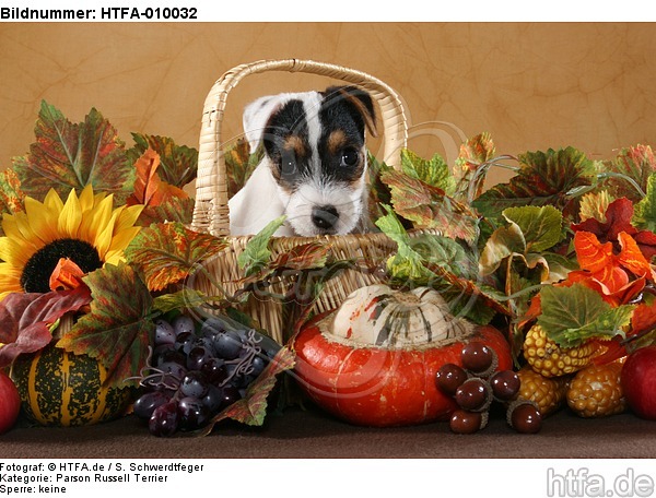 Parson Russell Terrier Welpe Portrait / PRT puppy portrait / HTFA-010032