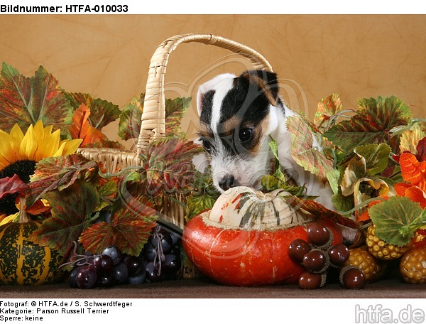 Parson Russell Terrier Welpe Portrait / PRT puppy portrait / HTFA-010033