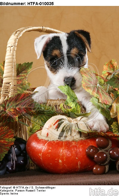 Parson Russell Terrier Welpe Portrait / PRT puppy portrait / HTFA-010035