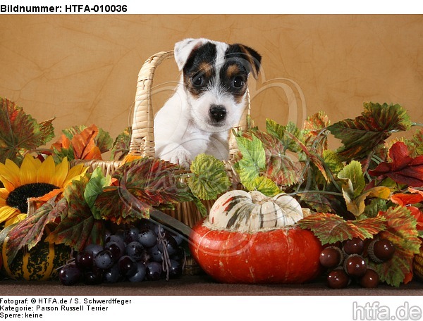 Parson Russell Terrier Welpe Portrait / PRT puppy portrait / HTFA-010036