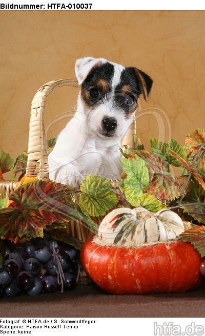 Parson Russell Terrier Welpe Portrait / PRT puppy portrait / HTFA-010037