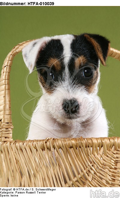 Parson Russell Terrier Welpe Portrait / PRT puppy portrait / HTFA-010039