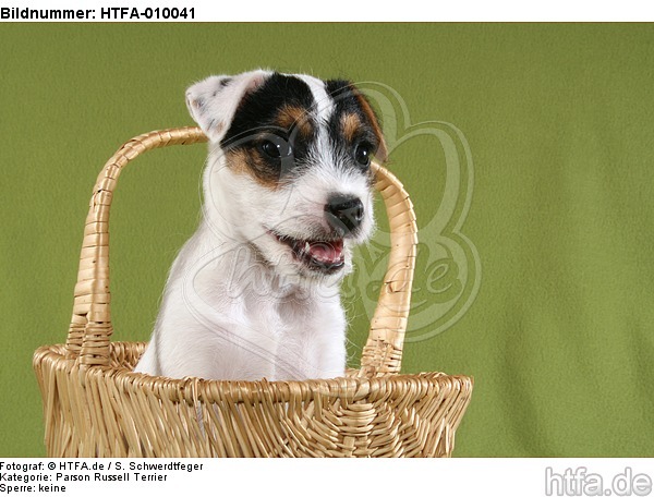Parson Russell Terrier Welpe Portrait / PRT puppy portrait / HTFA-010041