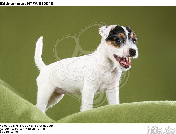 Parson Russell Terrier Welpe / standing PRT puppy / HTFA-010048