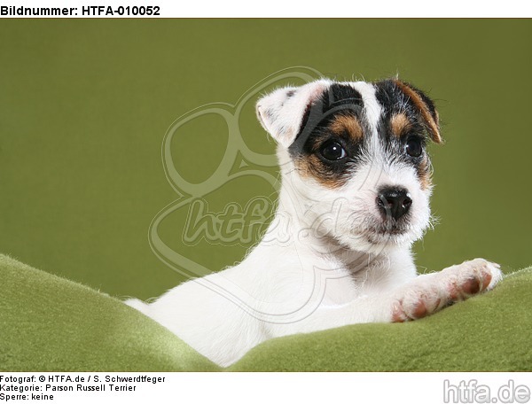 liegender Parson Russell Terrier Welpe / lying PRT puppy / HTFA-010052