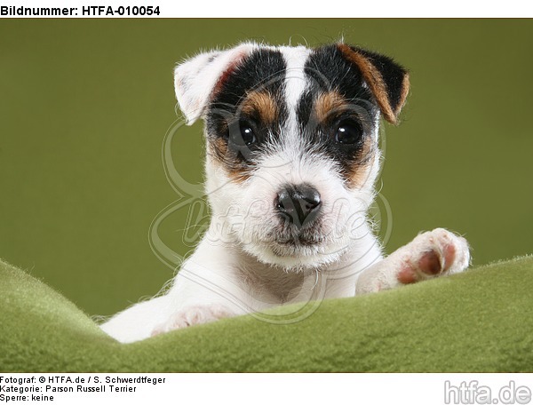 liegender Parson Russell Terrier Welpe / lying PRT puppy / HTFA-010054