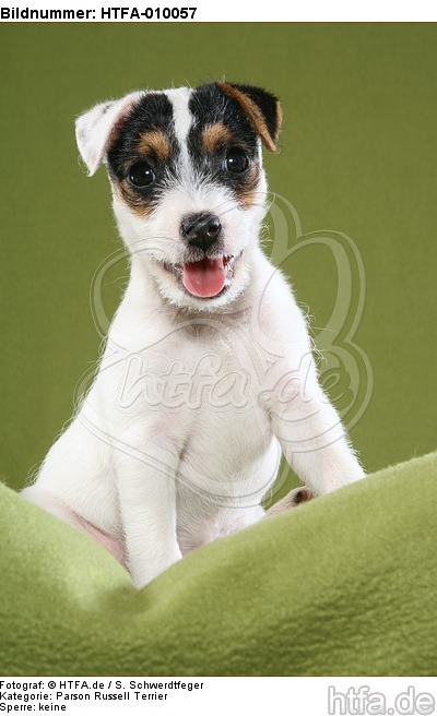 sitzender Parson Russell Terrier Welpe / sitting PRT puppy / HTFA-010057