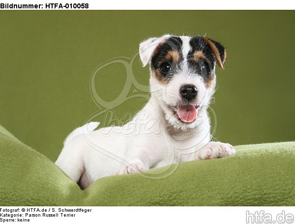 liegender Parson Russell Terrier Welpe / lying PRT puppy / HTFA-010058