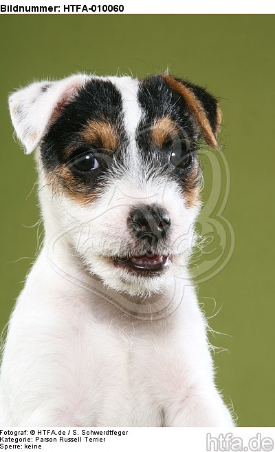 Parson Russell Terrier Welpe Portrait / PRT puppy portrait / HTFA-010060