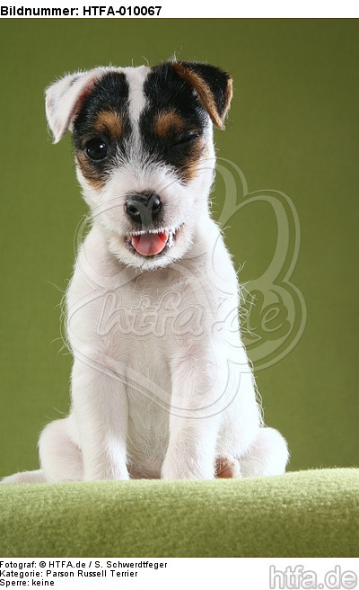 sitzender Parson Russell Terrier Welpe / sitting PRT puppy / HTFA-010067