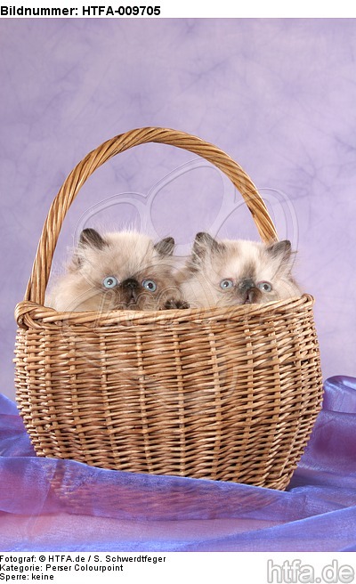 Perser Colourpoint Kätzchen im Körbchen / persian colourpoint kitten in basket / HTFA-009705