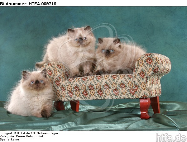 3 Perser Colourpoint Kätzchen / 3 persian colourpoint kitten / HTFA-009716