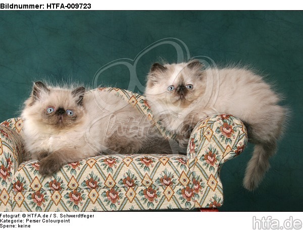 liegende Perser Colourpoint Kätzchen / lying persian colourpoint kitten / HTFA-009723