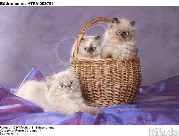 3 Perser Colourpoint Kätzchen / 3 persian colourpoint kitten / HTFA-009751
