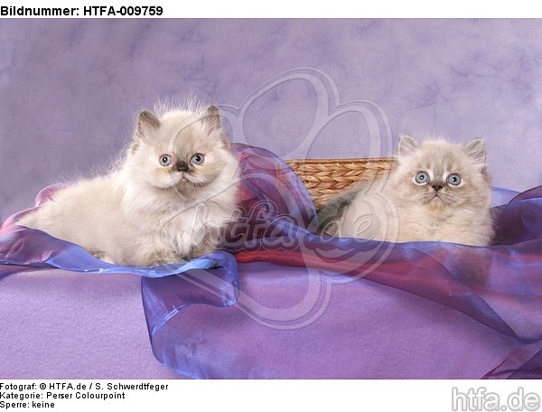 2 Perser Colourpoint Kätzchen / 2 persian colourpoint kitten / HTFA-009759