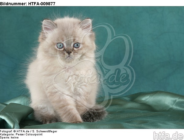 sitzendes Perser Colourpoint Kätzchen / sitting persian colourpoint kitten / HTFA-009877