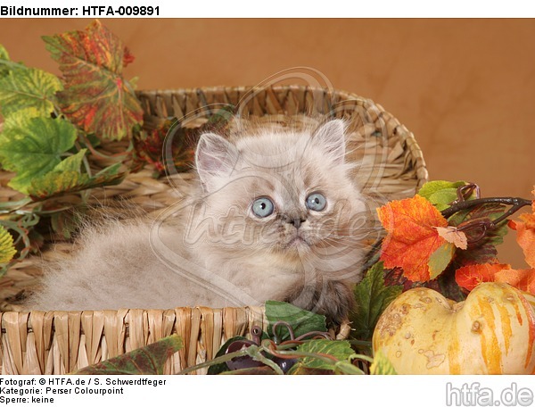 Perser Colourpoint Kätzchen / persian colourpoint kitten / HTFA-009891