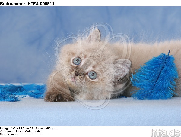 liegendes Perser Colourpoint Kätzchen / lying persian colourpoint kitten / HTFA-009911