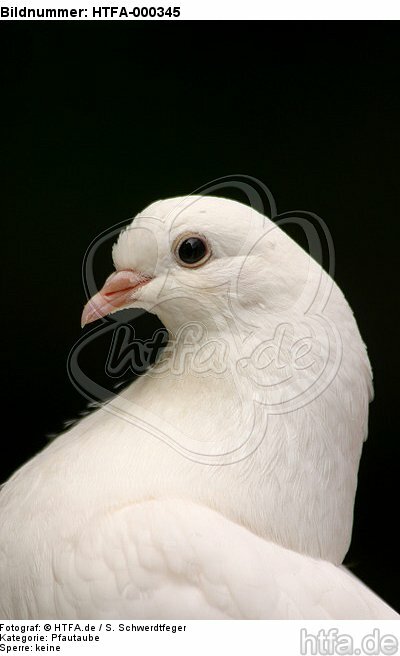 Pfautaube Portrait / fantail pigeon portrait / HTFA-000345