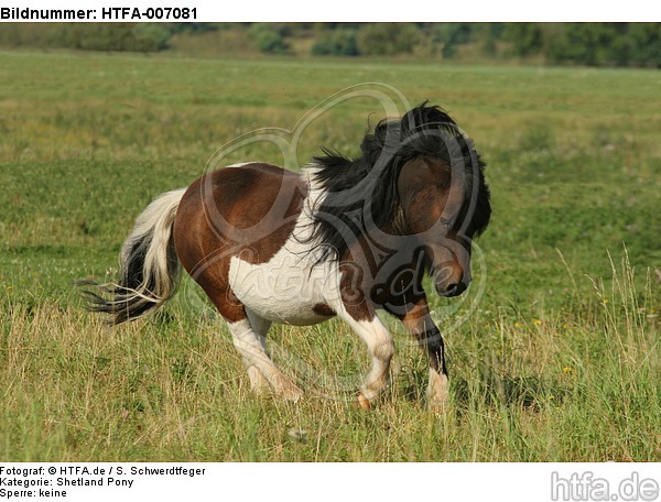 Shetland Pony / HTFA-007081