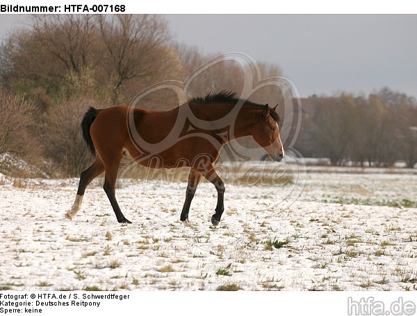 Deutsches Reitpony / pony / HTFA-007168