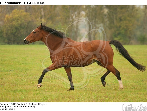 Deutsches Reitpony / pony / HTFA-007605