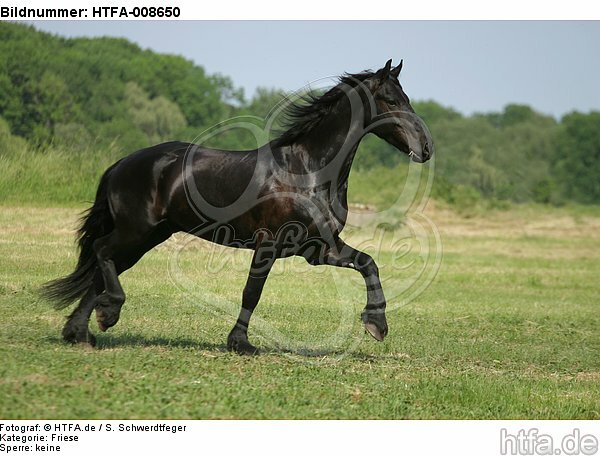 trabender Friese / trotting friesian horse / HTFA-008650