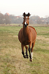 Deutsches Reitpony / pony