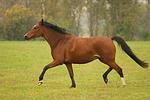 Deutsches Reitpony / pony