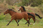 Deutsche Reitponies / ponies