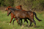 Hengste / stallions