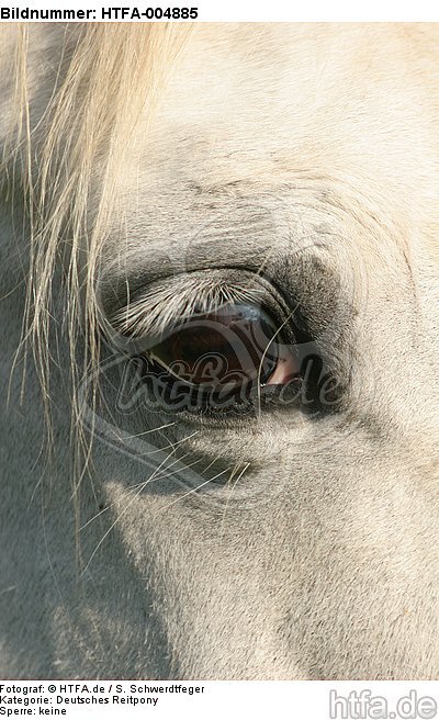 Deutsches Reitpony Auge / pony eye / HTFA-004885