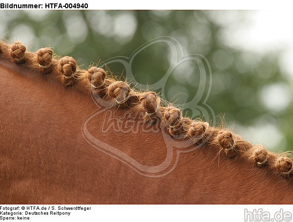 Deutsches Reitpony Mähne / pony mane / HTFA-004940