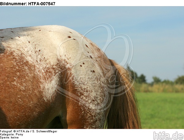 Pony / HTFA-007547