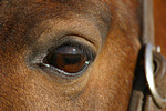 Isländer Auge / icelandic horse eye