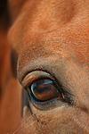 Sachsen Anhaltiner Warmblut Auge / horse eye