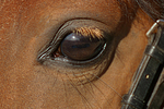 Deutsches Reitpony Auge / pony eye