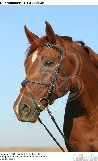 Sachsen Anhaltiner Warmblut / horse / HTFA-005945