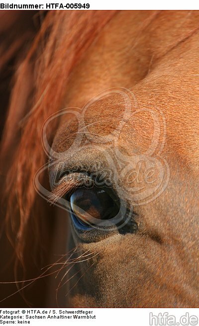 Sachsen Anhaltiner Warmblut Auge / horse eye / HTFA-005949