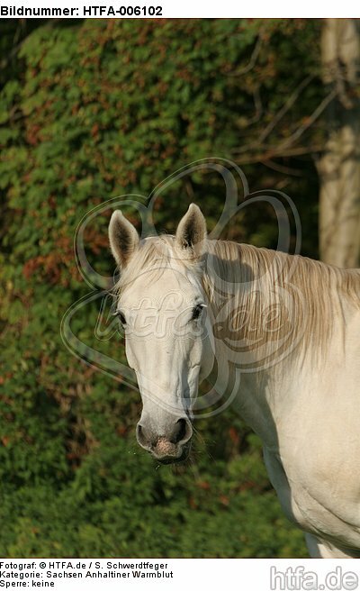 Sachsen Anhaltiner Warmblut / horse / HTFA-006102