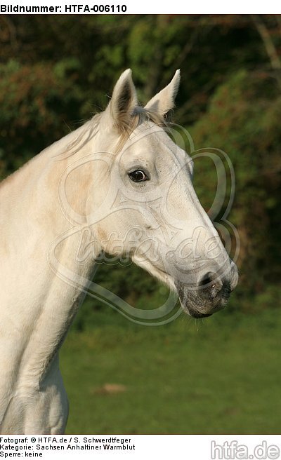 Sachsen Anhaltiner Warmblut / horse / HTFA-006110