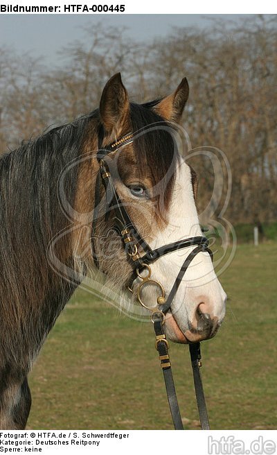 Deutsches Reitpony Portrait / pony portrait / HTFA-000445