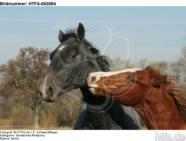 Deutsches Reitpony und Sachsen Anhaltiner Warmblut / pony and warmblood / HTFA-002054