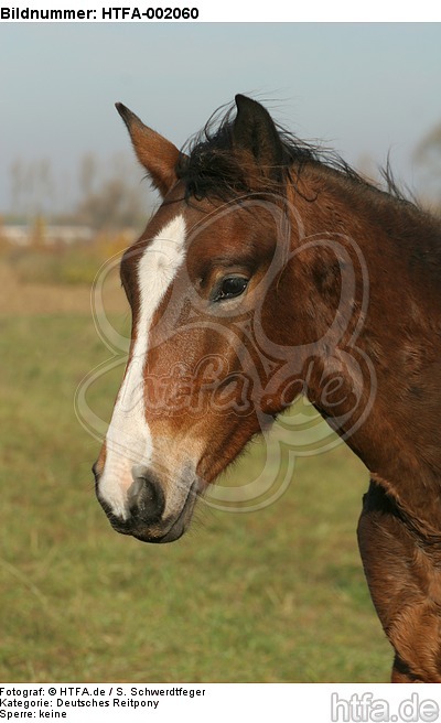 Deutsches Reitpony / pony / HTFA-002060