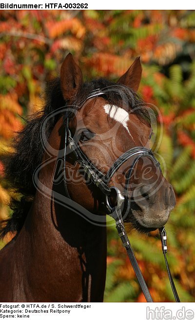 Deutscher Reitpony Hengst / pony stallion / HTFA-003262