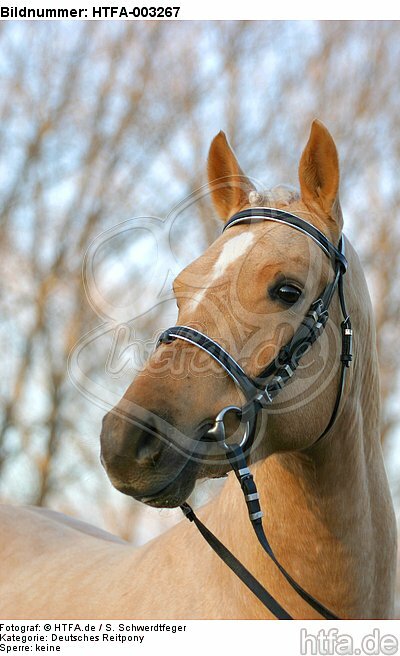 Deutscher Reitpony Hengst / pony stallion / HTFA-003267