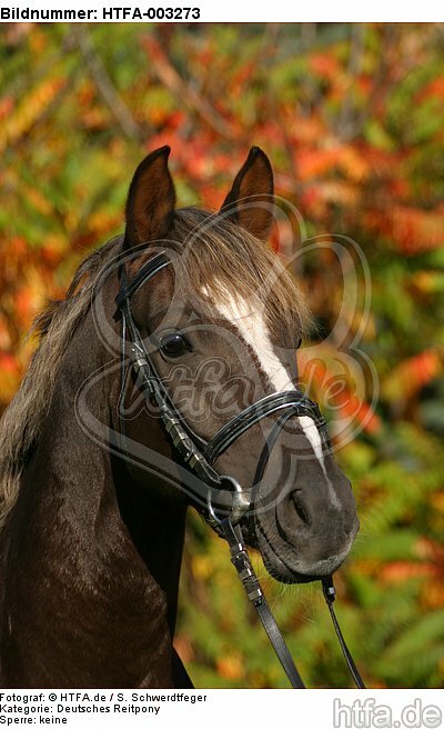 Deutscher Reitpony Hengst / pony stallion / HTFA-003273