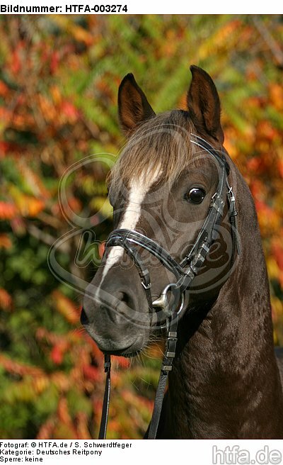 Deutscher Reitpony Hengst / pony stallion / HTFA-003274