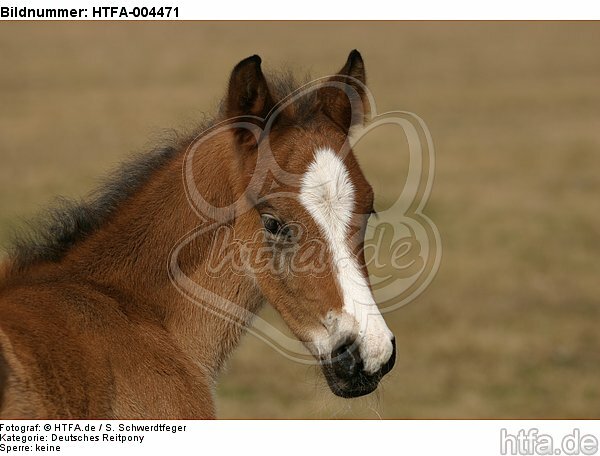 Deutsches Reitpony / pony / HTFA-004471
